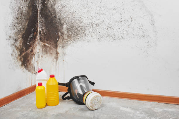 Best Basement Mold Remediation in Oak Hill, OH