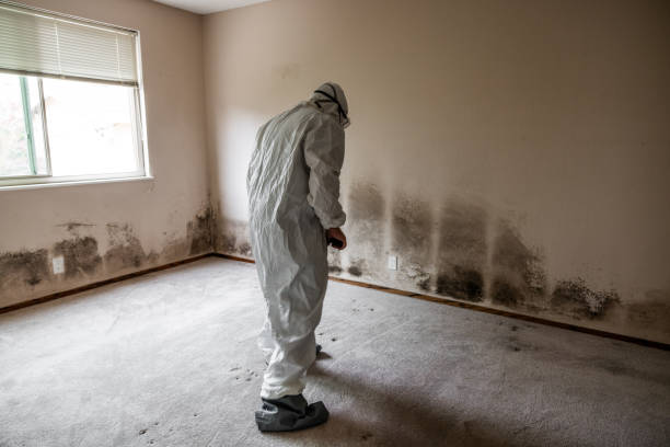 Best Localized Mold Remediation (e.g., coastal areas, humid climates) in Oak Hill, OH